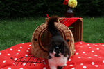 Кош легло за домашни любимци-Copy